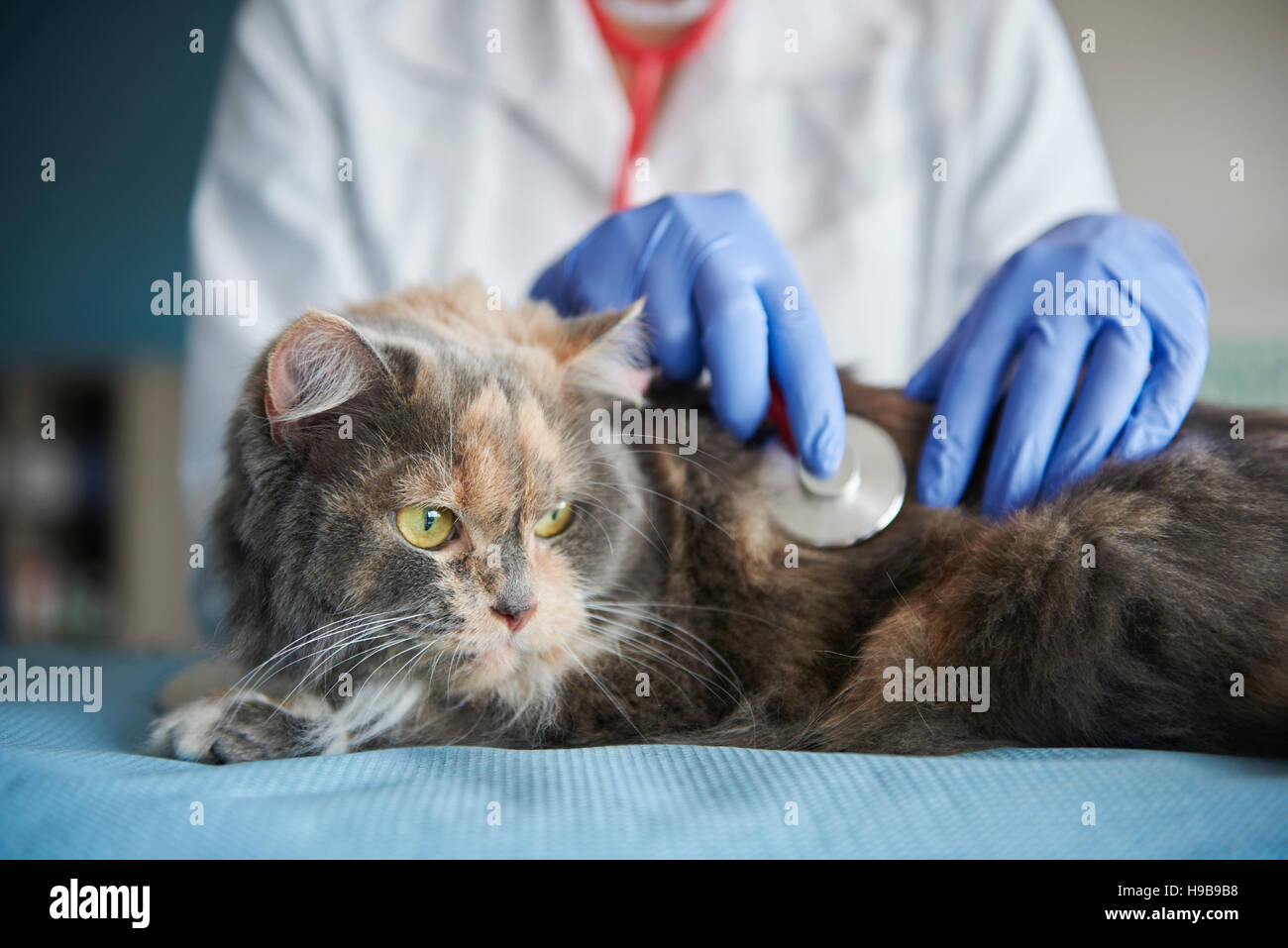 Arzt Test Tier mit einem Stethoskop Stockfotografie Alamy