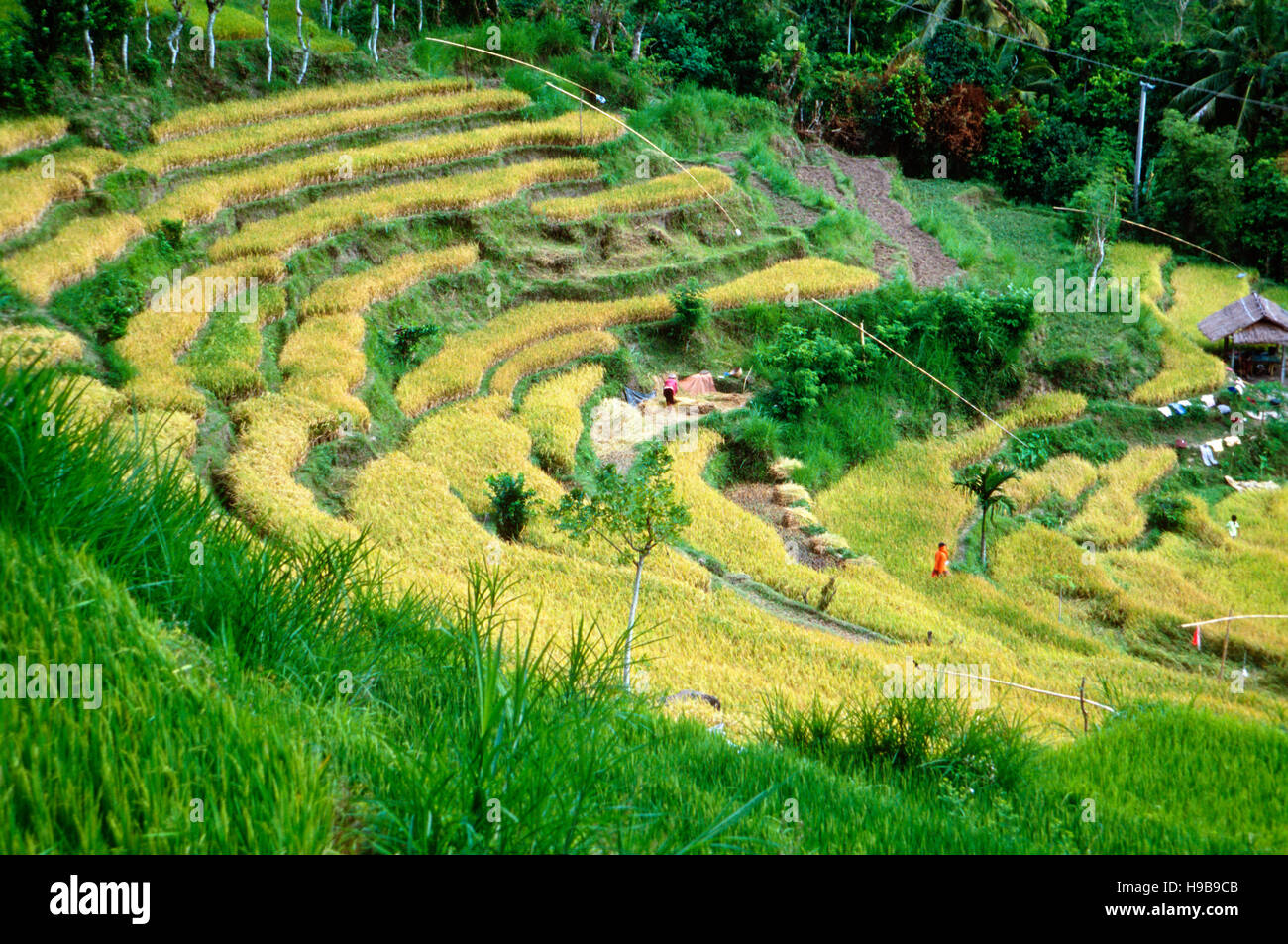 Reisfeld in Amlapura, Bali, Indonesien Stockfoto