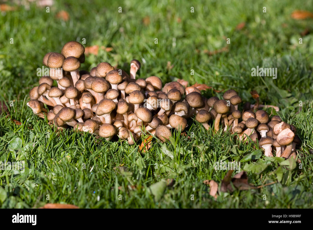 Pilze Im Rasen Stockfotos und bilder Kaufen Alamy