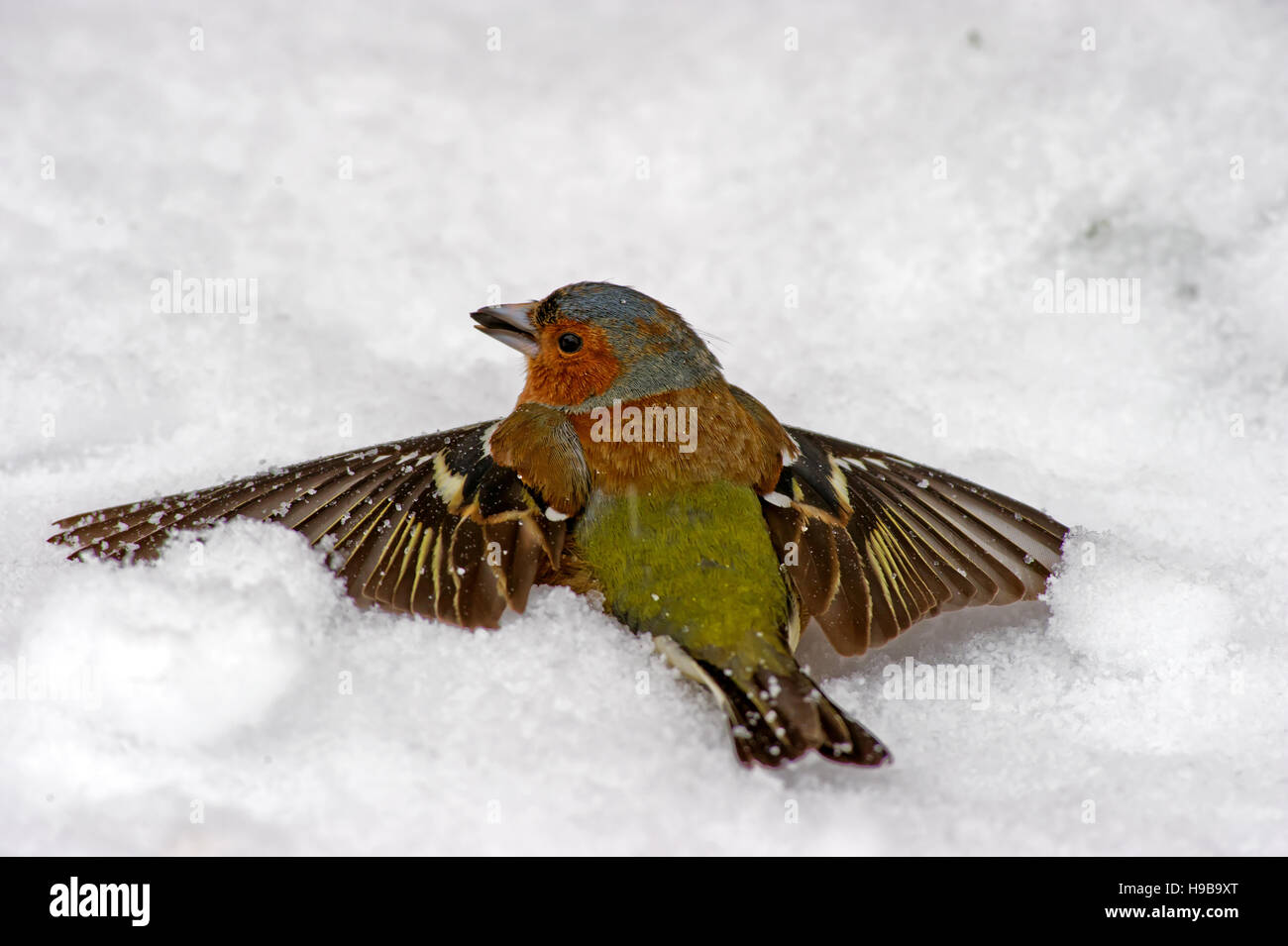 Der Buchfink (Fringilla Coelebs) liegen im Schnee wie ein Schneeengel Stockfoto