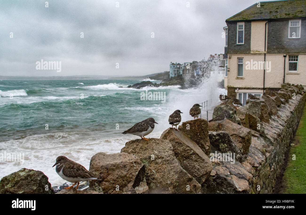 St. Ives, Cornwall, UK. 21. November 2016. Großbritannien Wetter. Sturm-Angus weiterhin Cornwall mit vielen Bereichen beginnen, Flut, mit mehr Regen und stärkerem Wind Prognose für später zu treffen. Steinwälzer Zuflucht vor den Wellen hier zu sehen. Bildnachweis: Simon Maycock/Alamy Live-Nachrichten Stockfoto