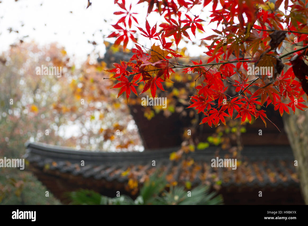 Nanjing, Nanjing, China. 21. November 2016. Nanjing, CHINANovember 21