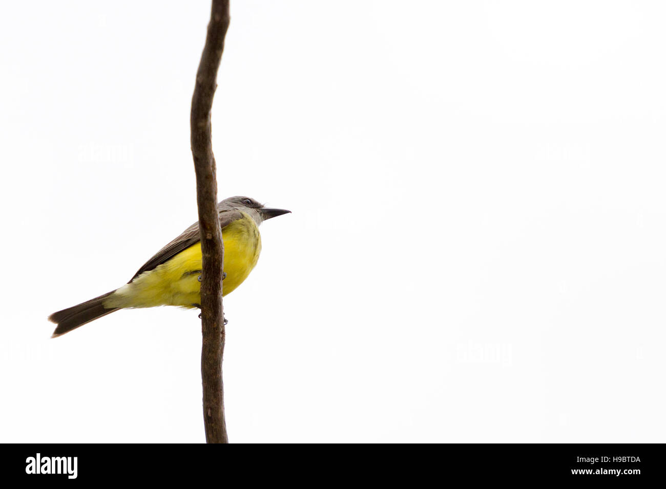 Ein tropischer Königsvogel (Tyrannus melancholicus), der sich auf einem Ast sonnt, wird an sonnigen Tagen in Asuncion, Paraguay, gesehen Stockfoto