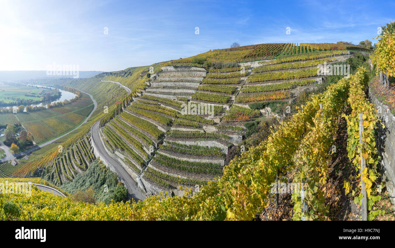 Weinberge am Fluss Neckar Stockfoto