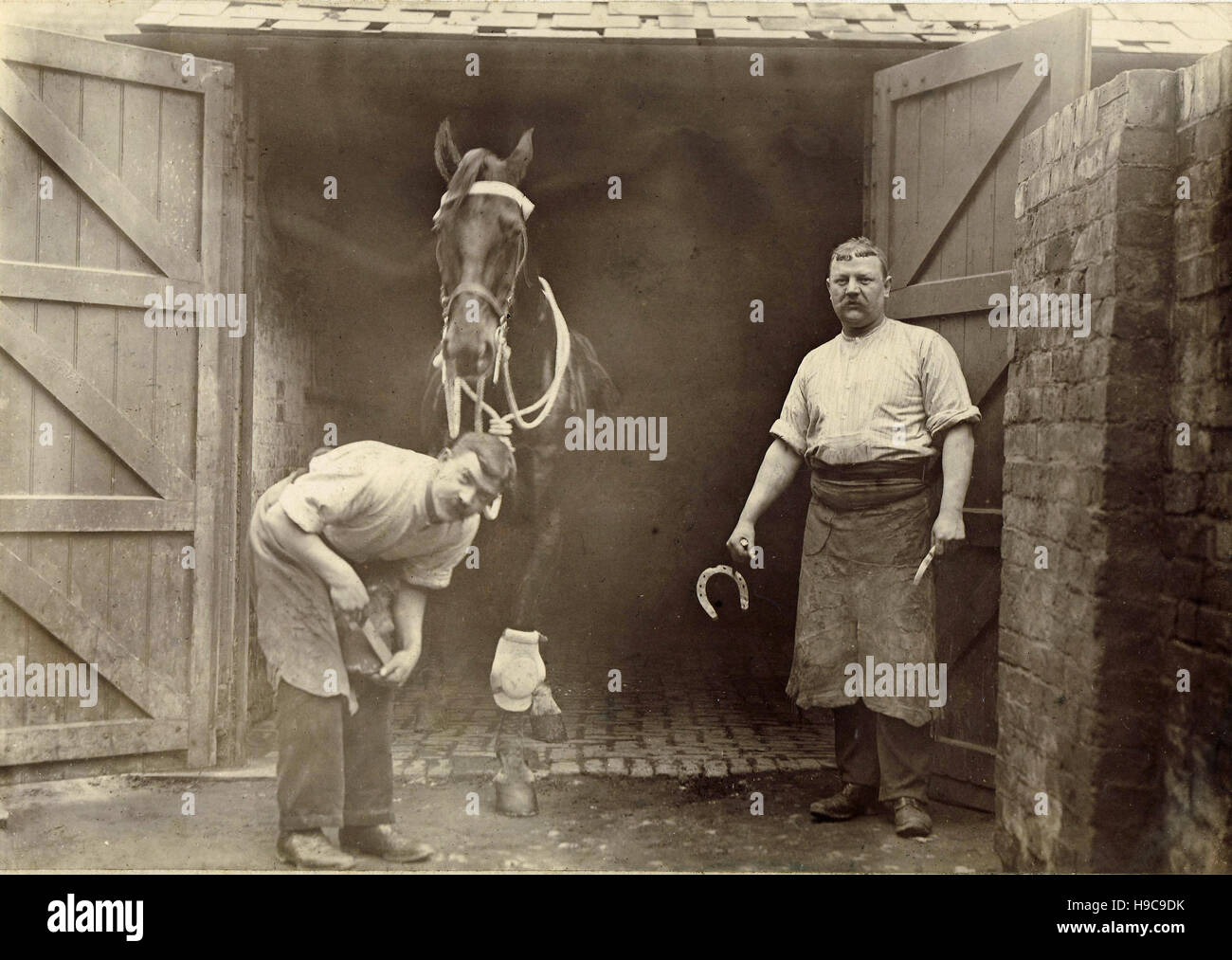 Historisches Archiv Bild der Hufschmiede beschlagen Pferd in Cheltenham, England, c1910s Stockfoto