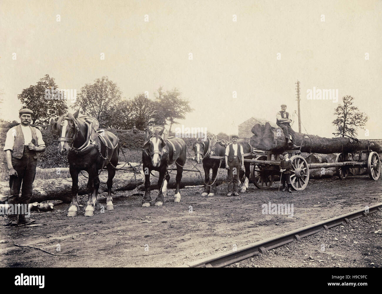 Historisches Archiv Bild Pferd Team und Männer schleppen gefällten Baum 1900 Stockfoto