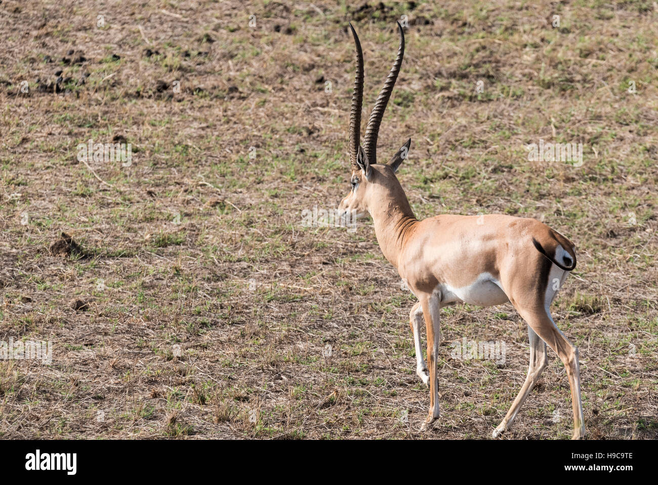 Ein Grant es Gazelle (obwohl ab Tsavo Ost soll ein Peter Gazelle!) Stockfoto