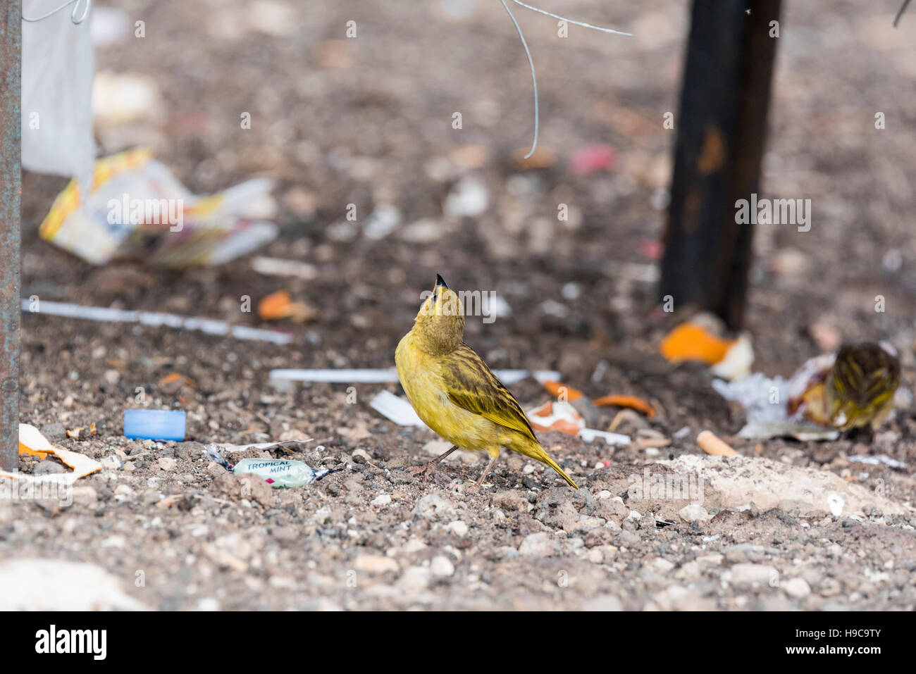 Eine weibliche Taveta Golden Weaver stehen unter einem Abfallbehälter Stockfoto