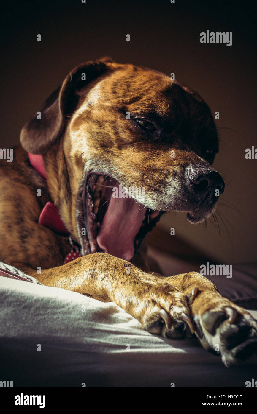Hund, Gähnen Stockfoto
