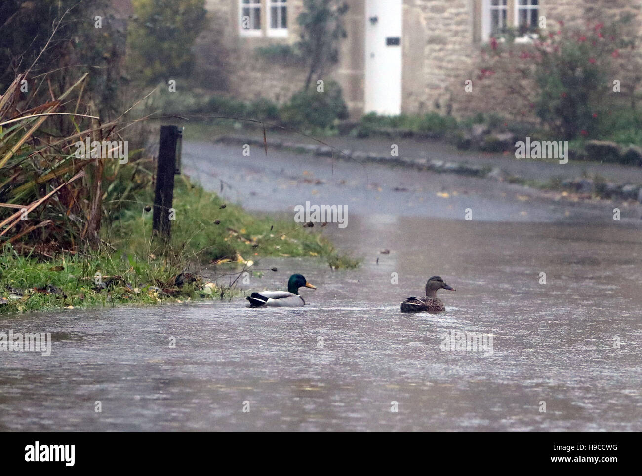 Enten schwimmen auf einer überfluteten Straße außerhalb Neston, Wiltshire, als Sturm Angus weiterhin in ganz Großbritannien zu fegen. Stockfoto