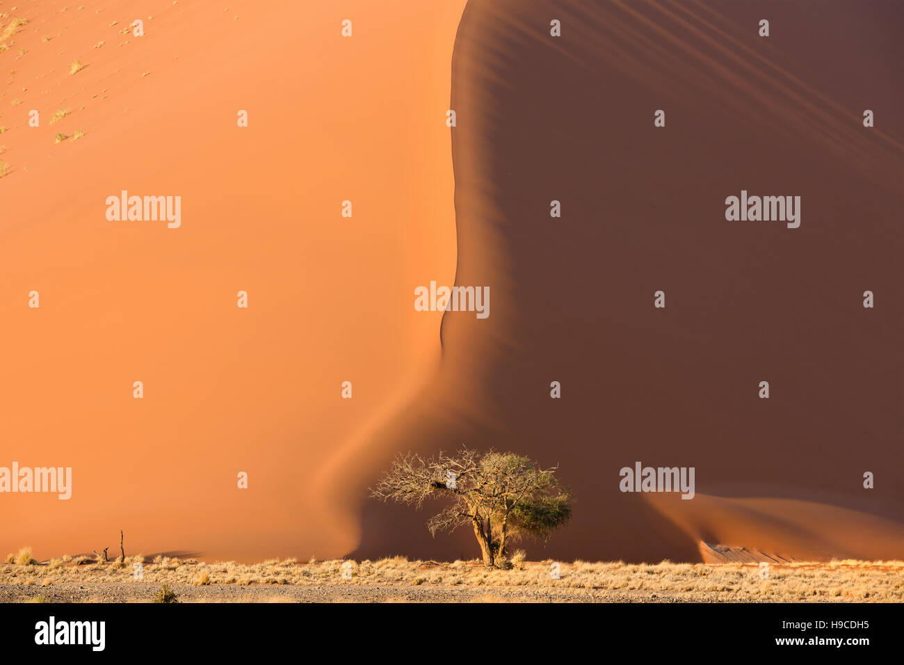 Ansicht des Baumes in der Nähe von roten Dünen im Süden der Namib-Wüste, in der Namib-Naukluft Nationalpark Namibias Stockfoto