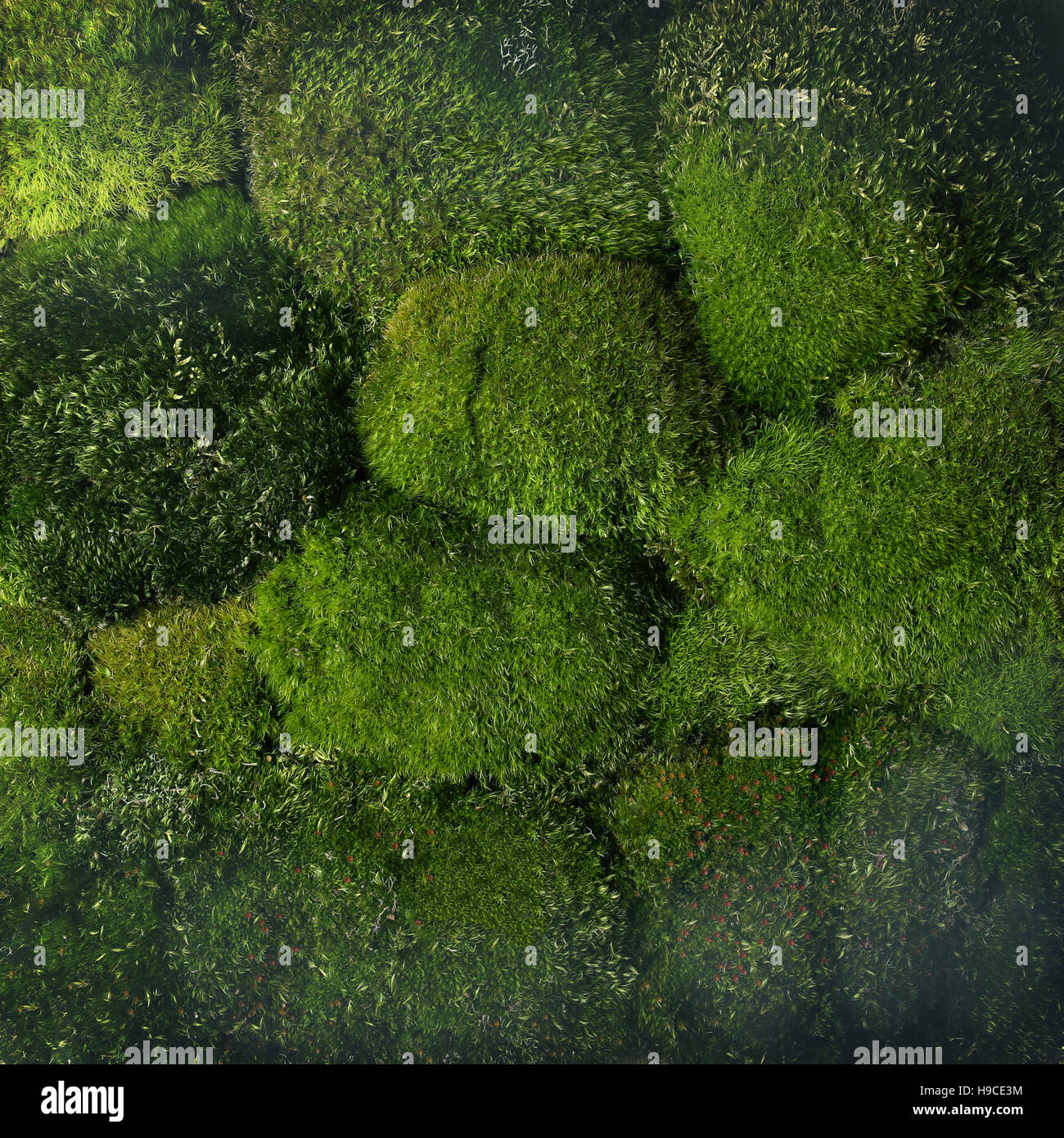 Grünes Moos Hintergrund. Wald-Muster - Sicht von oben. Stockfoto