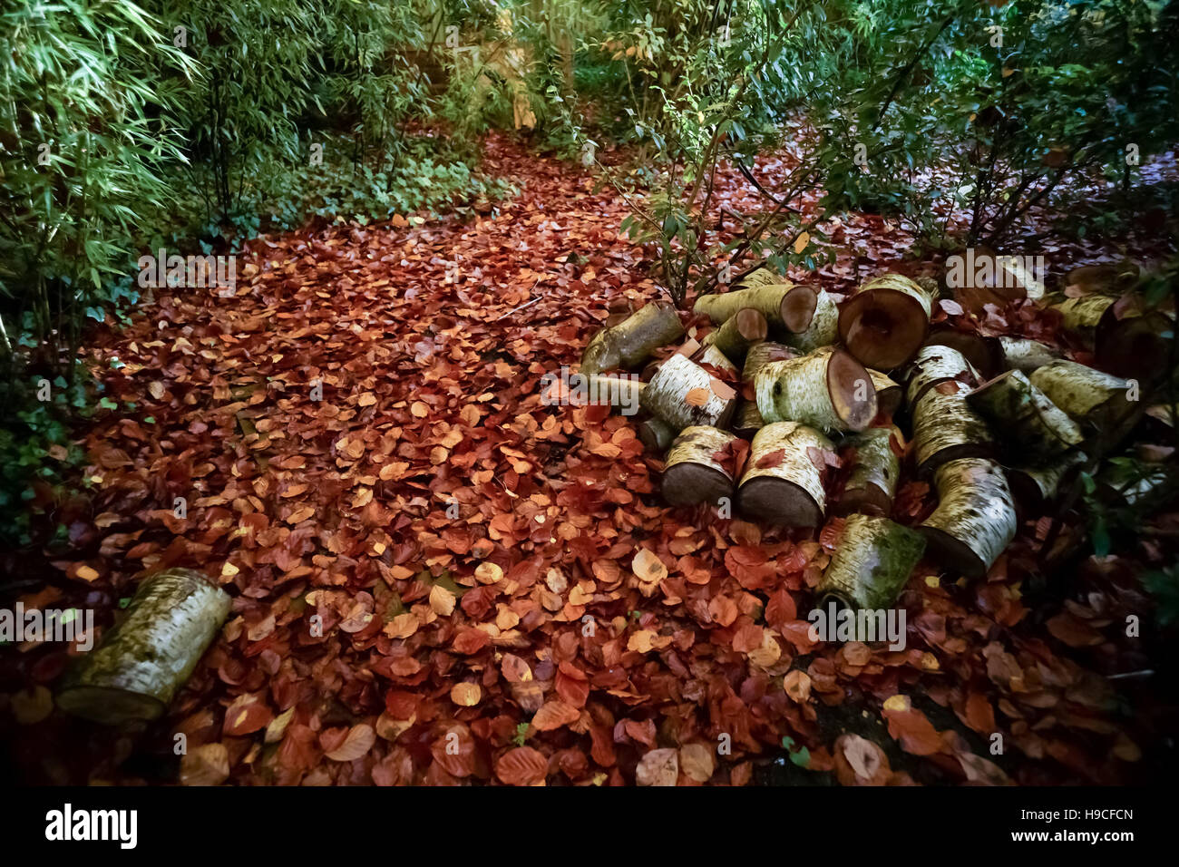 Herbst Blatt Herbst und Silver Birch meldet sich in einem Garten in Oxford Stockfoto