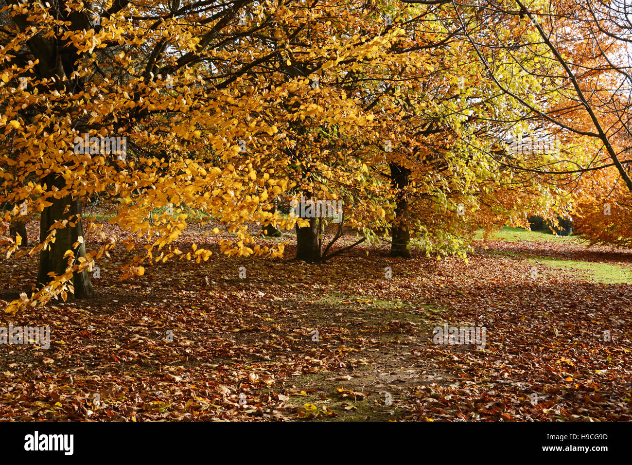 Baum im Herbst, Nottingham, England Stockfoto