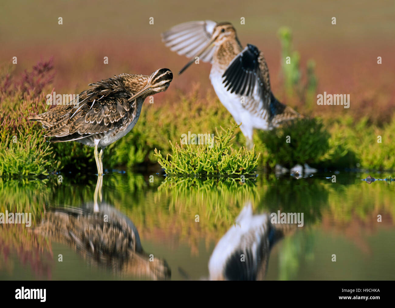 Zwei gemeinsame Snipes (Gallinago Gallinago) putzen Federn unter den Sumpf Samphire in Salzwiesen im Spätsommer Stockfoto