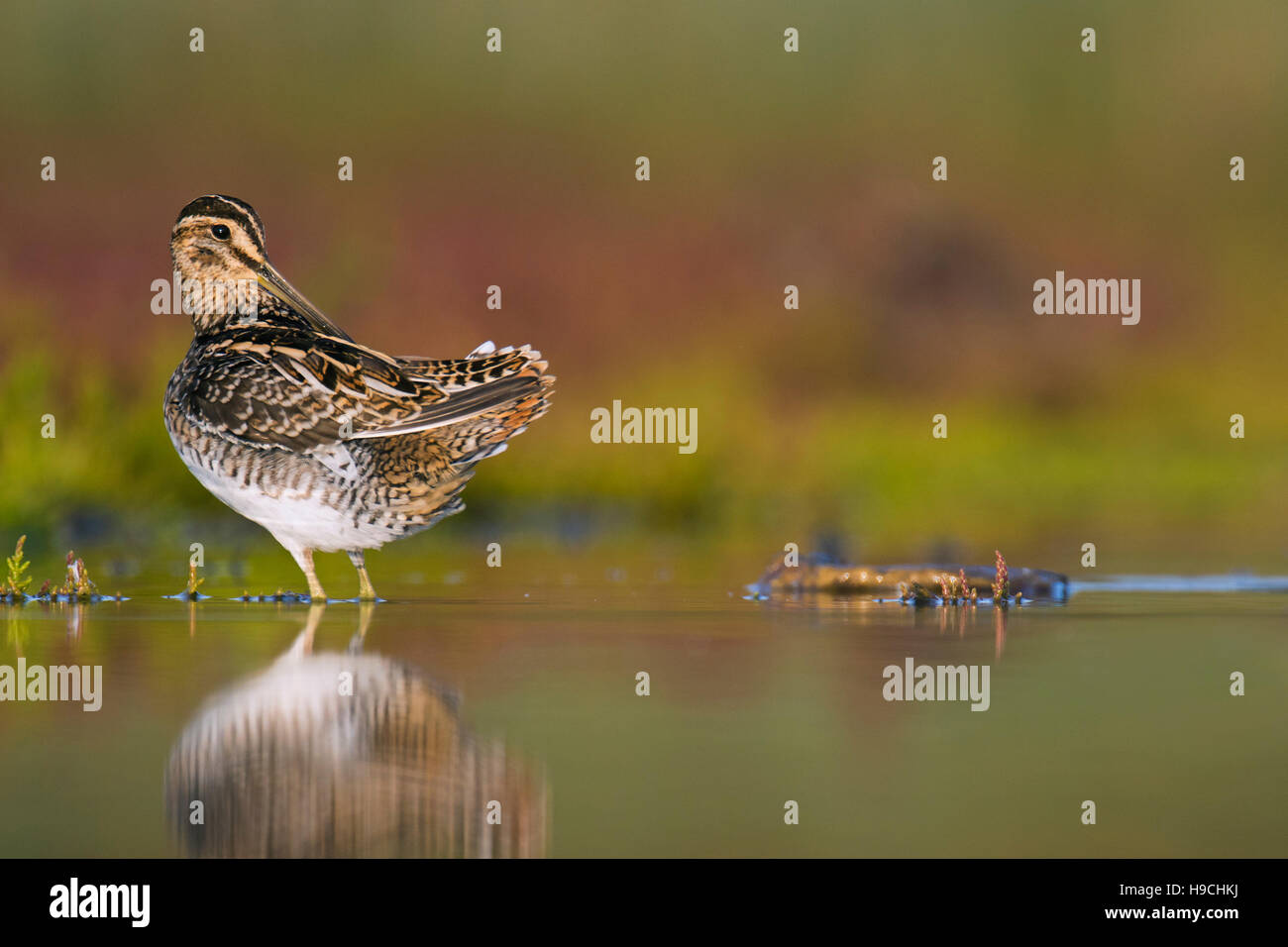 Bekassine (Gallinago Gallinago) ruhen unter Sumpf Samphire in Salzwiesen im Spätsommer Stockfoto