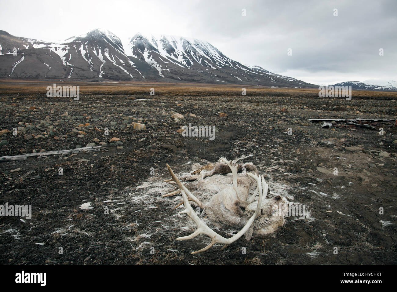 Rohbau des Svalbard-Rentiere (Rangifer Tarandus Platyrhynchus) starben in der Tundra in der Nähe von Longyearbyen, Svalbard / Spitzbergen Stockfoto