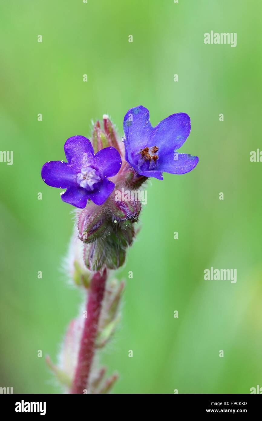 Gemeinsamen Bugloss, Ochsenzungen Officinalis, traditionelle Heilpflanze Stockfoto