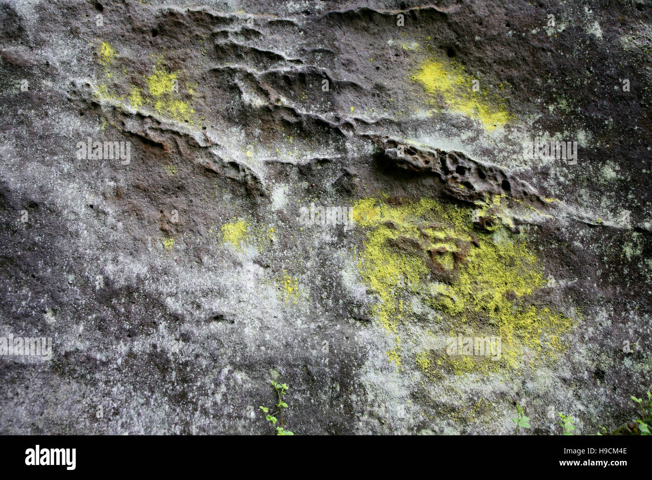 Flechten Pilz Sächsische Schweiz Stockfoto