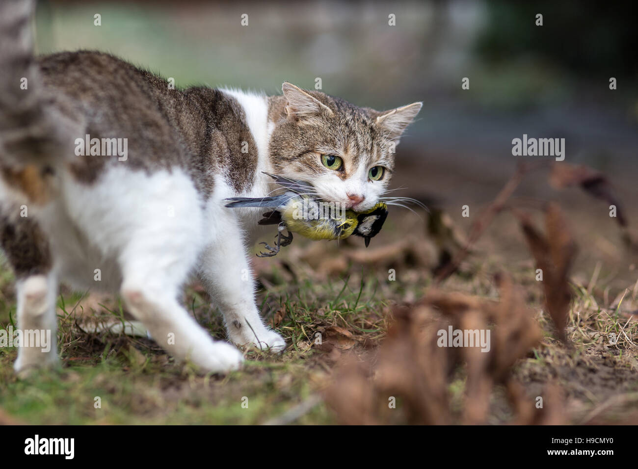 Katze mit Beute im Maul Stockfoto