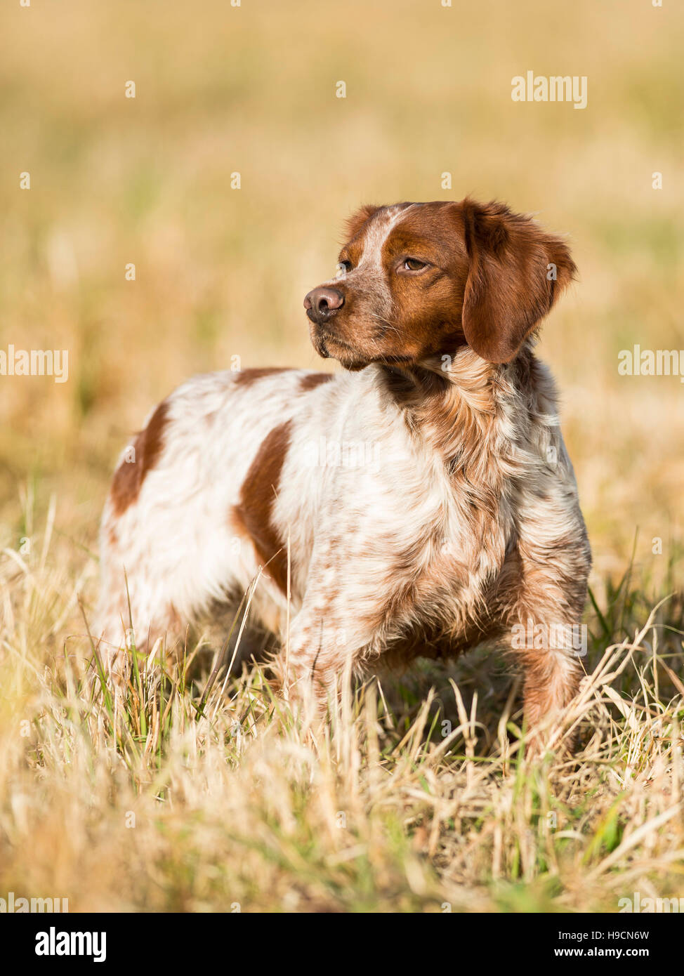 Eine französische Bretagne Spaniel Jagdhund Stockfoto