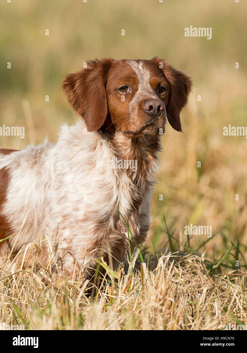 Eine französische Bretagne Spaniel Jagdhund Stockfoto
