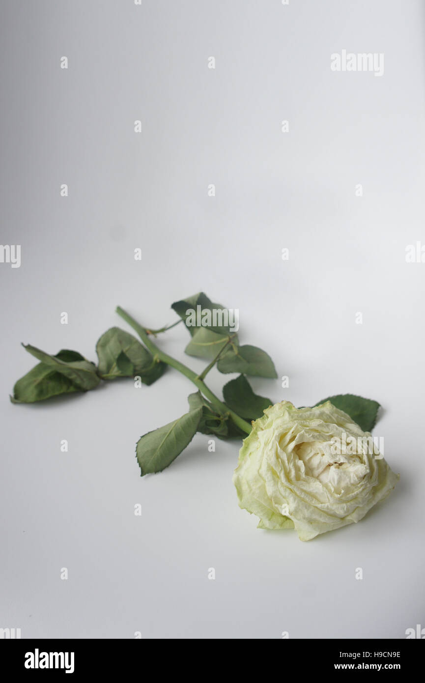 Eine sterbende weiße rose Stockfoto