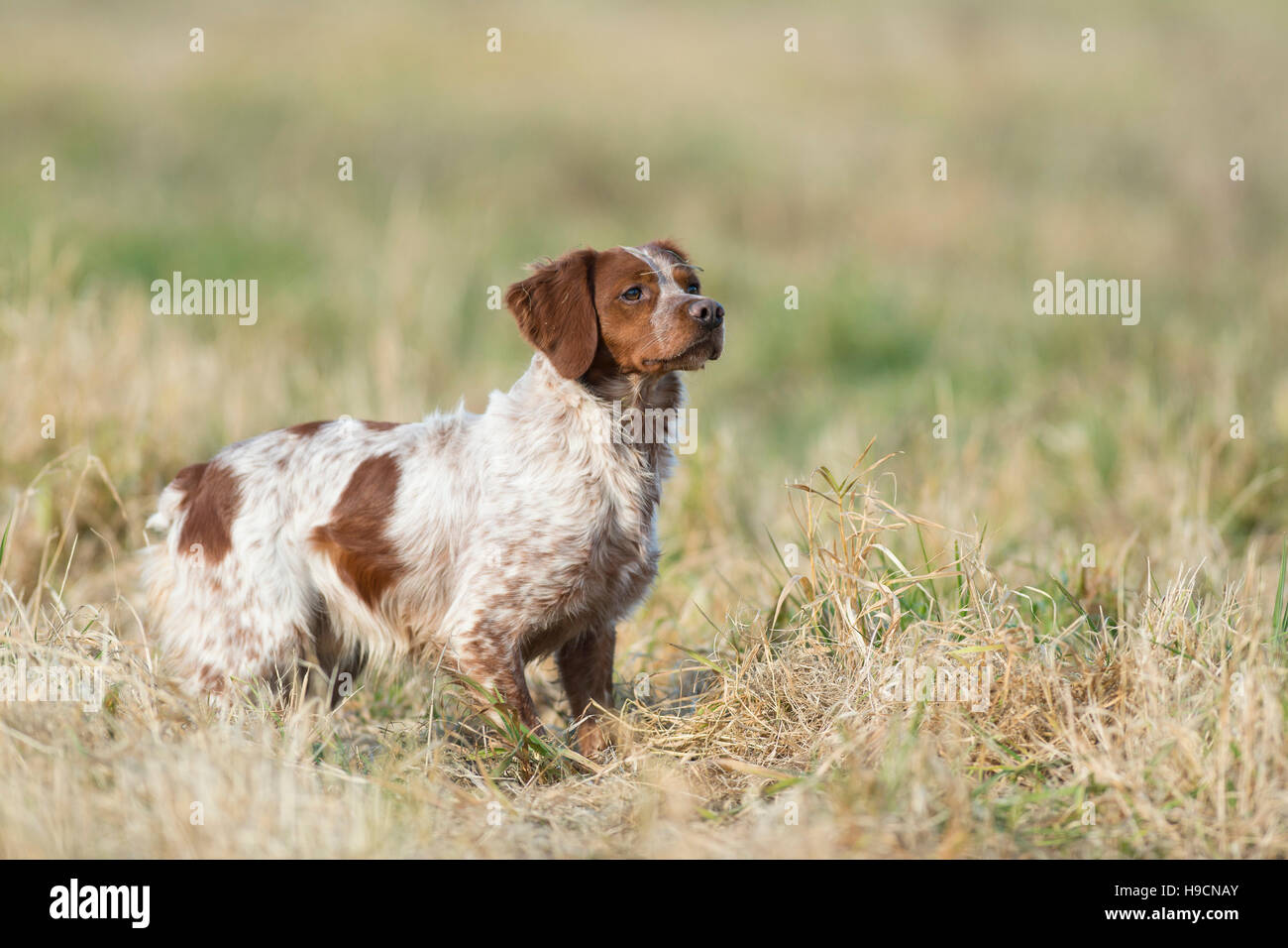 Eine französische Bretagne Spaniel Jagdhund Stockfoto