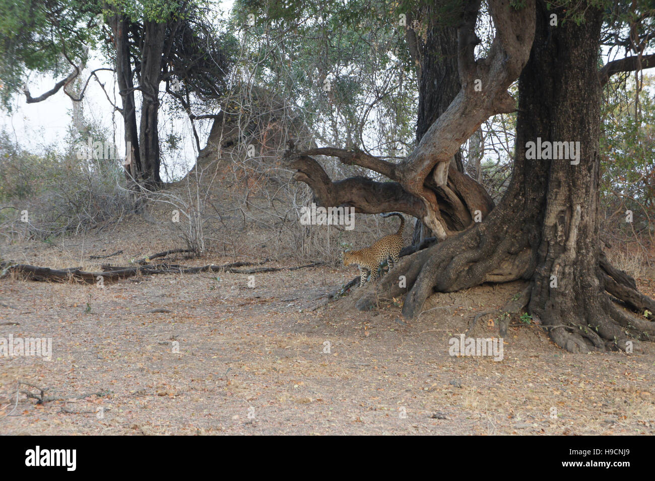 Ein Leopard im Busch Stockfoto