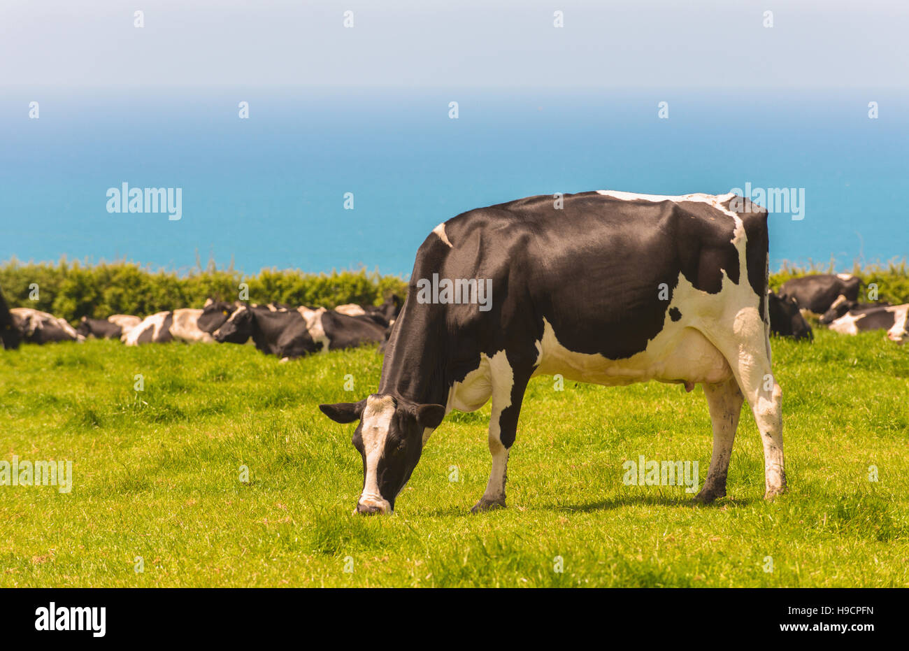 Milchkühe in üppigen Weide in Cornwall, Großbritannien mit blauen Ozean im Hintergrund Stockfoto