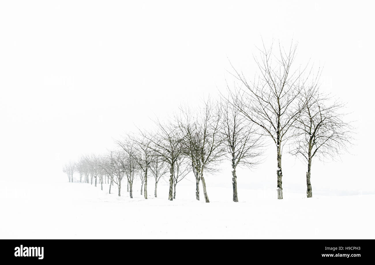 Linie der Bäume im Winterschnee Stockfoto
