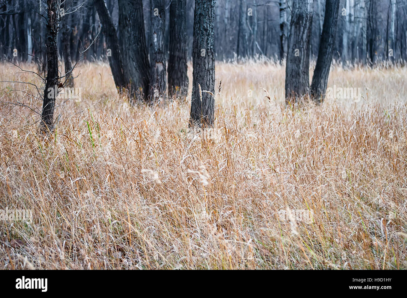 Ein Whitetail Bock am Rande eines Feldes Stockfoto