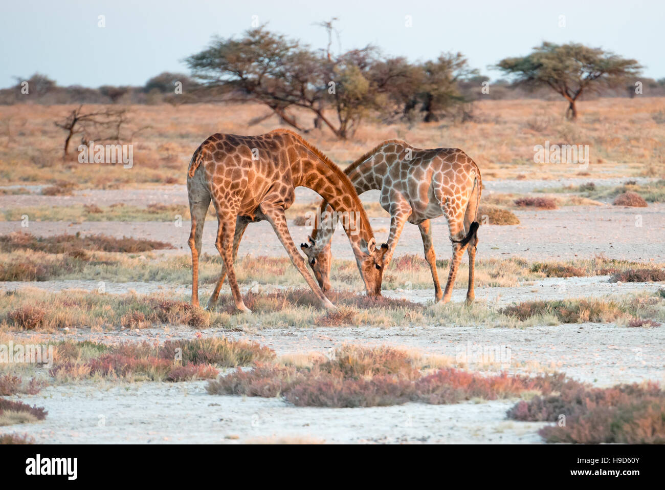 Zwei namibische Giraffen sind elegant überschreiten ihre Hälse und Fütterung auf der Savanne des Etosha National Park Stockfoto