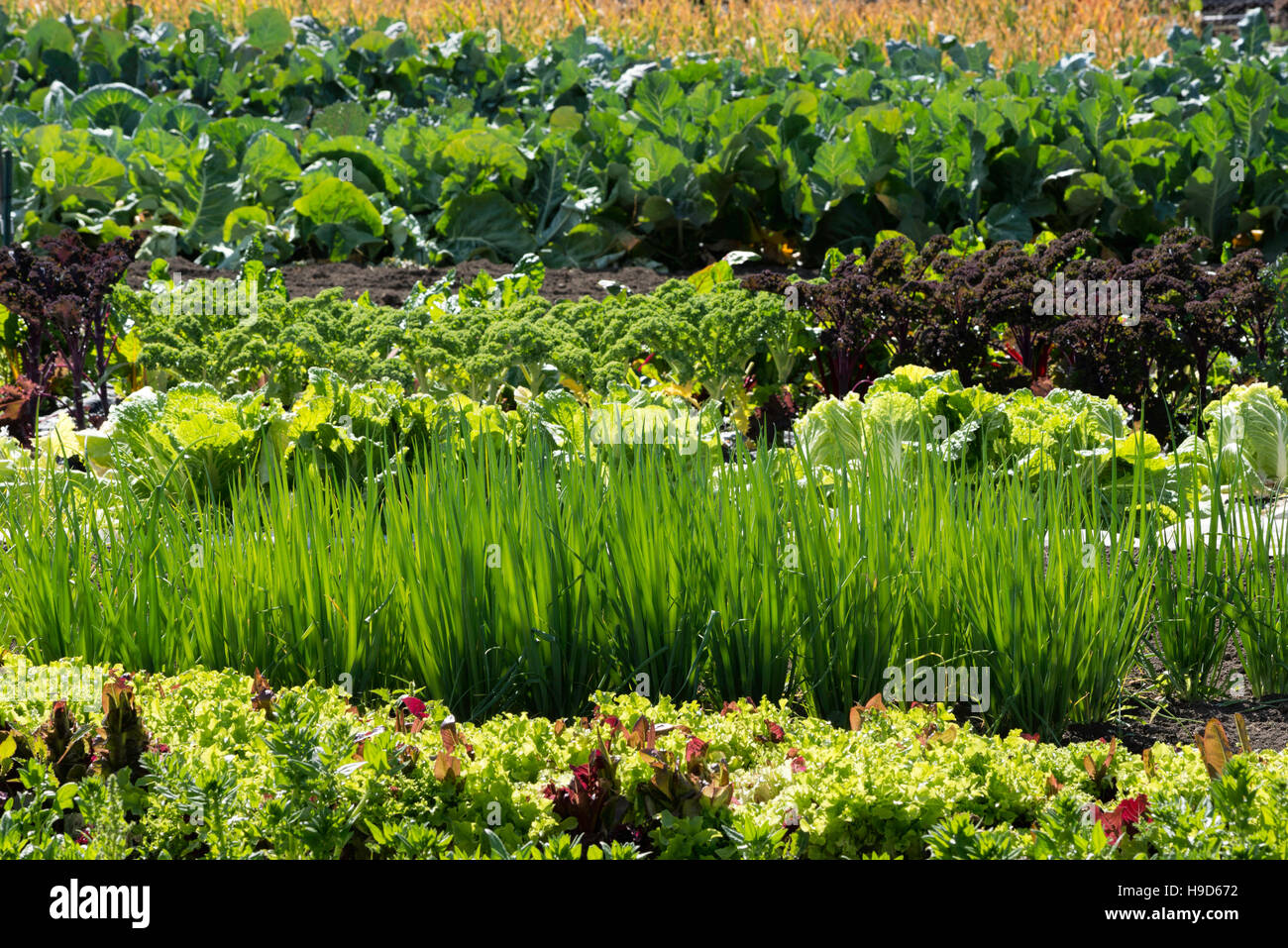 Reihen von Kopfsalat, Grünkohl, Frühlingszwiebeln und Kohl wächst in einem Garten in Oregon Wallowa Valley. Stockfoto