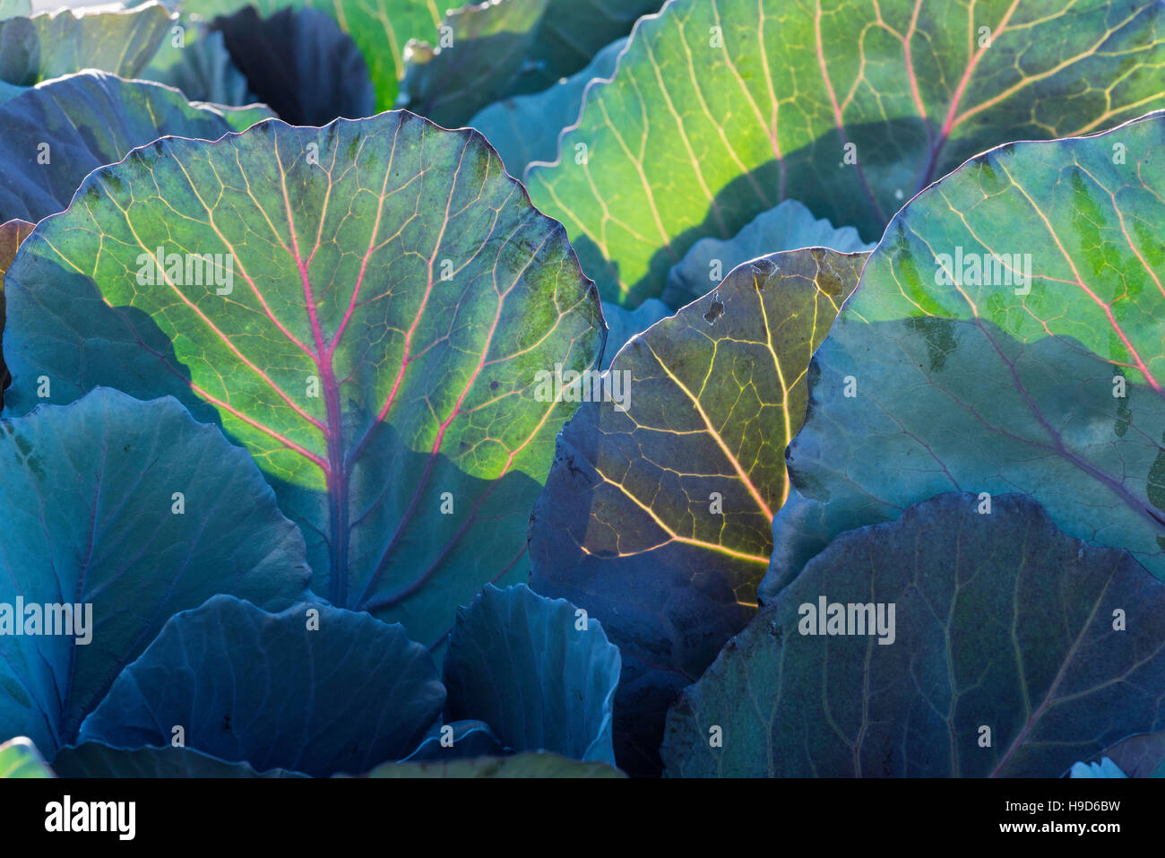 Kohl wächst in einem Garten in Oregon Wallowa Valley. Stockfoto