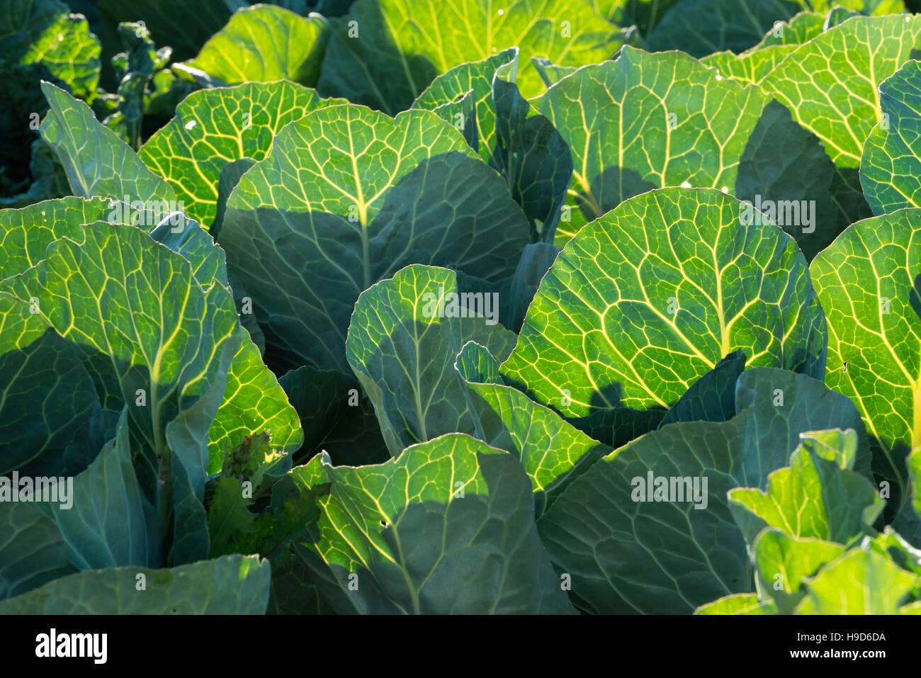 Kohl wächst in einem Garten in Oregon Wallowa Valley. Stockfoto