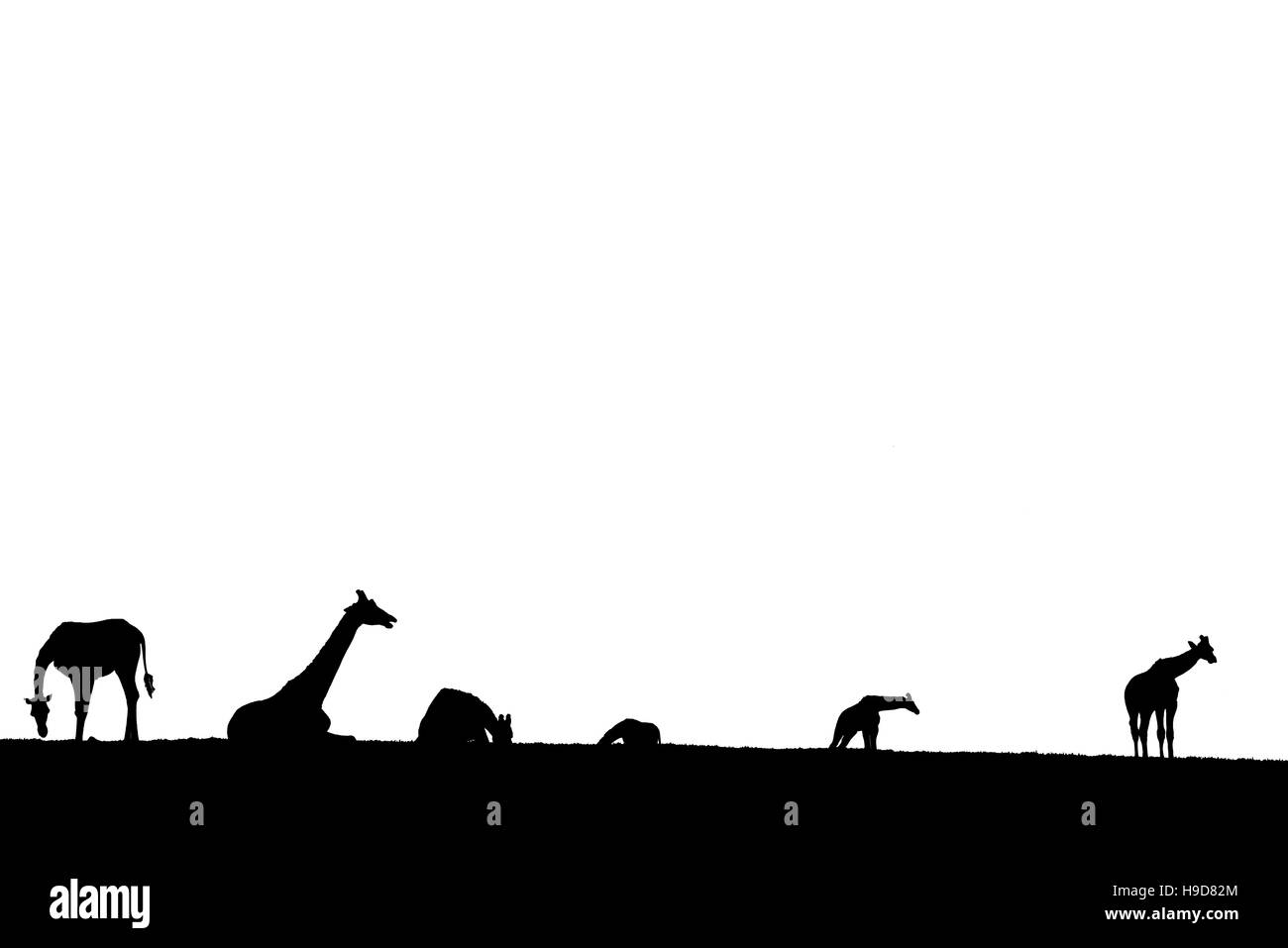 Giraffen-Silhouette, die Sammlung in den Rasen über Fota Wildlife Park im County cork, Irland Stockfoto