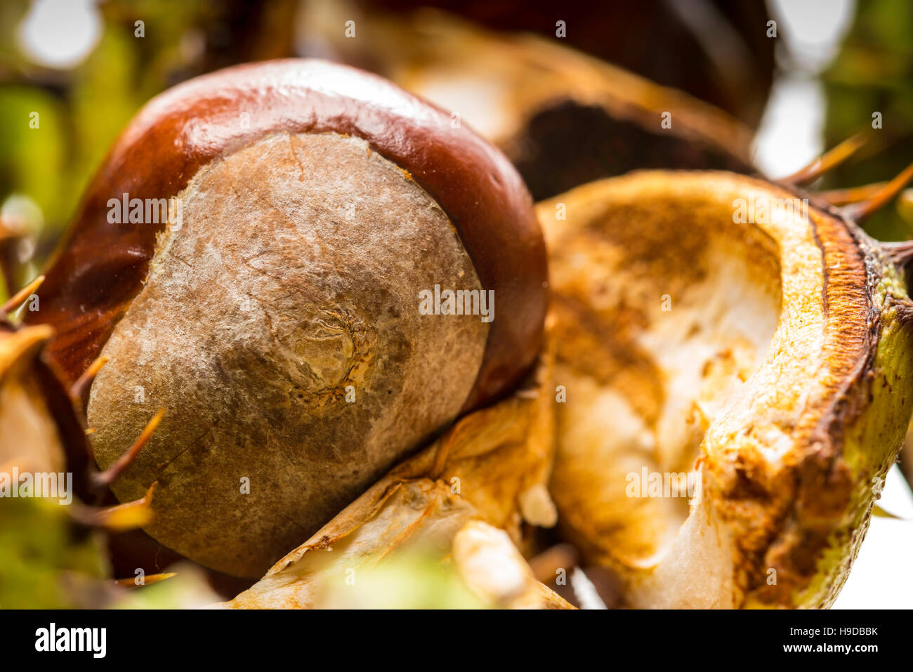 Conkers Stockfoto