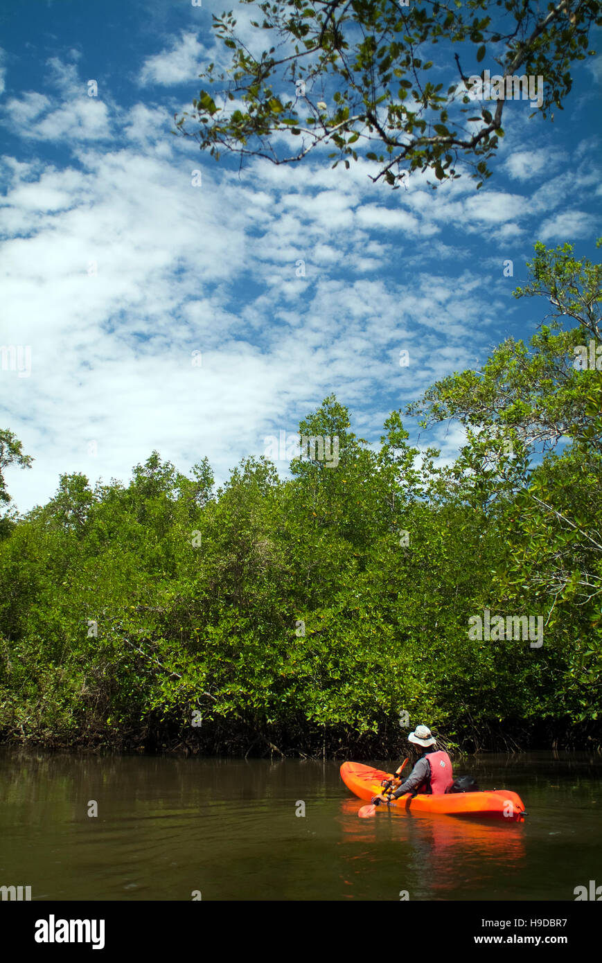 Ein naturführer Kajak in die mangrovenwälder von Langkawi. Ein Archipel von 99 Inseln vor Clustered ganz Nord-westlichen Spitze von Malaysia Stockfoto