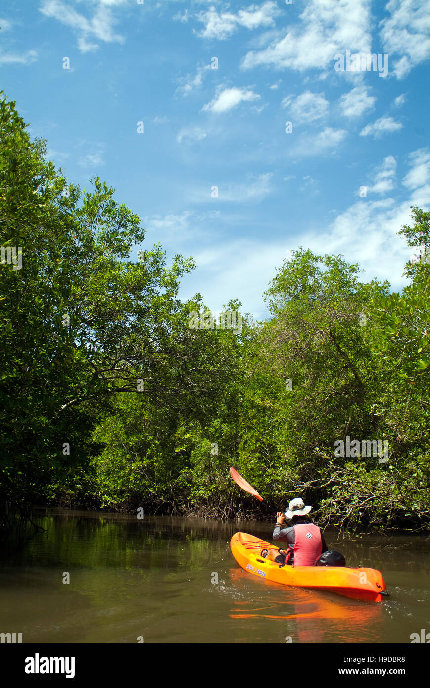 Ein naturführer Kajak in die mangrovenwälder von Langkawi. Ein Archipel von 99 Inseln vor Clustered ganz Nord-westlichen Spitze von Malaysia Stockfoto