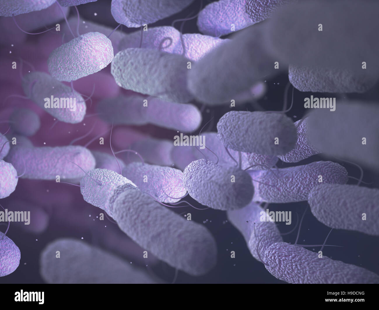 Enterobacteriaceae: große Familie von Gram-negativen Bakterien. Stockfoto