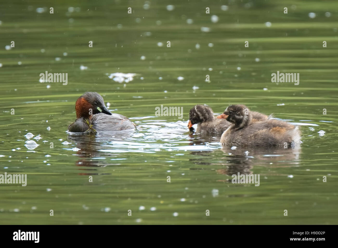 Nahaufnahme der Zwergtaucher (Tachybaptus Ruficollis) Fütterung Küken Stockfoto