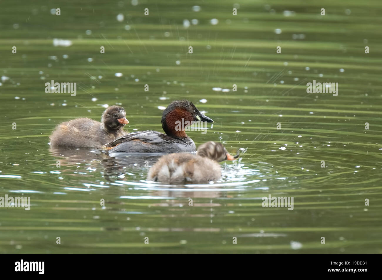 Nahaufnahme von ein wenig Grebe Tachybaptus Ruficollis Fütterung juvenile junge Küken Stockfoto