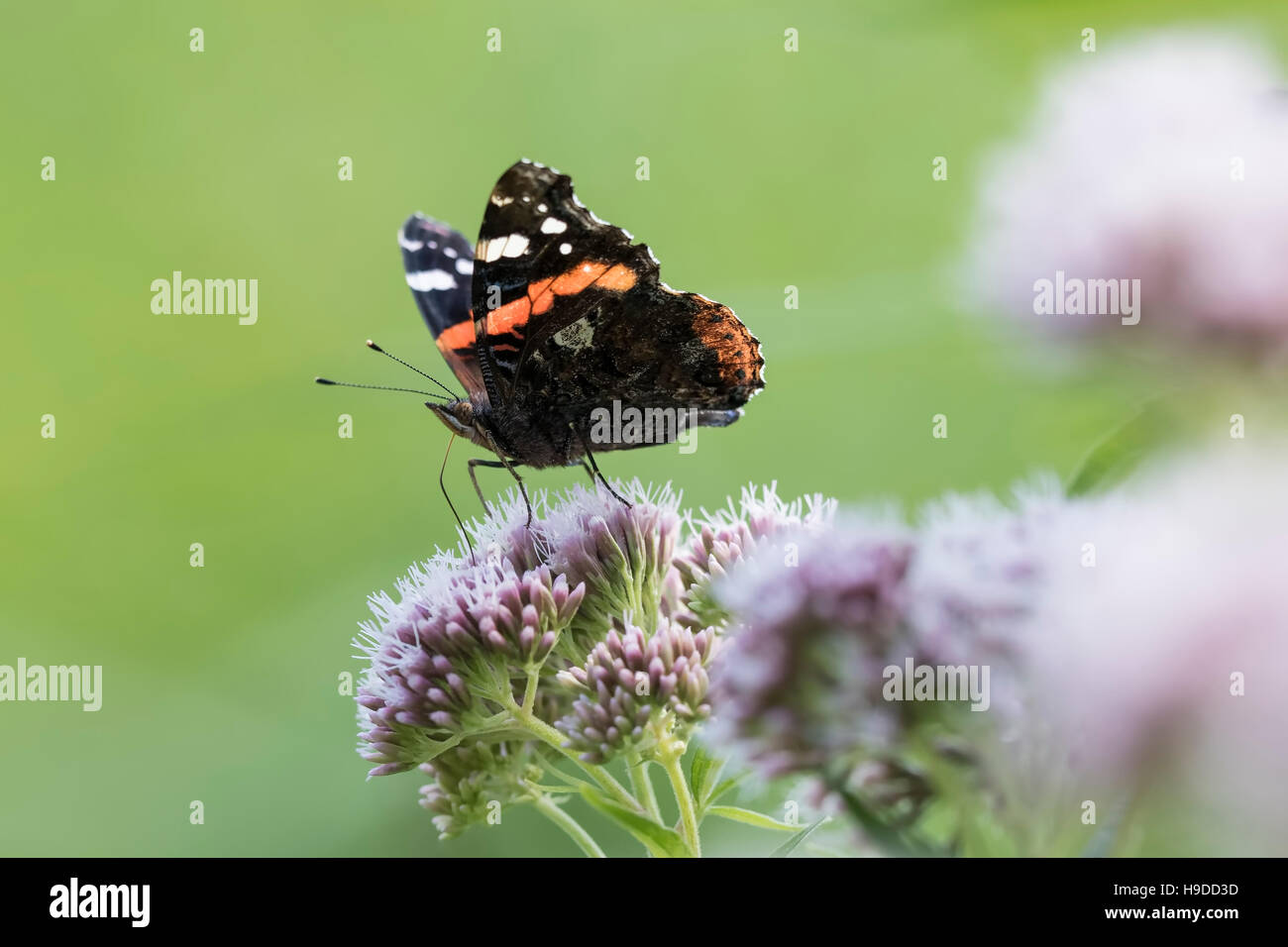 Red Admiral Schmetterling, Vanessa Atalanta, Fütterung auf weißen Blüten Stockfoto