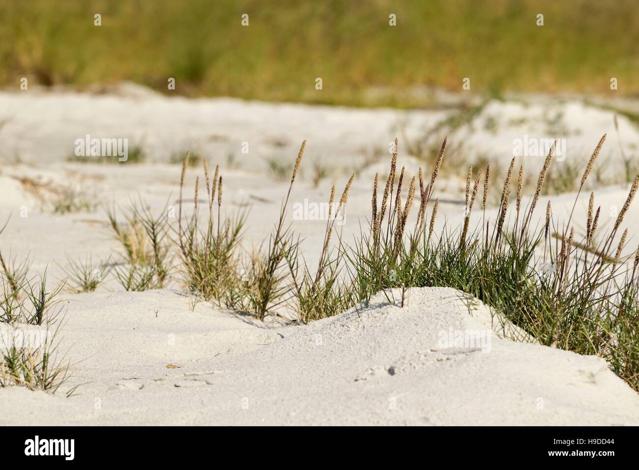 Kleinen ungeöffnete Sehafer in den Sand am Strand. Stockfoto