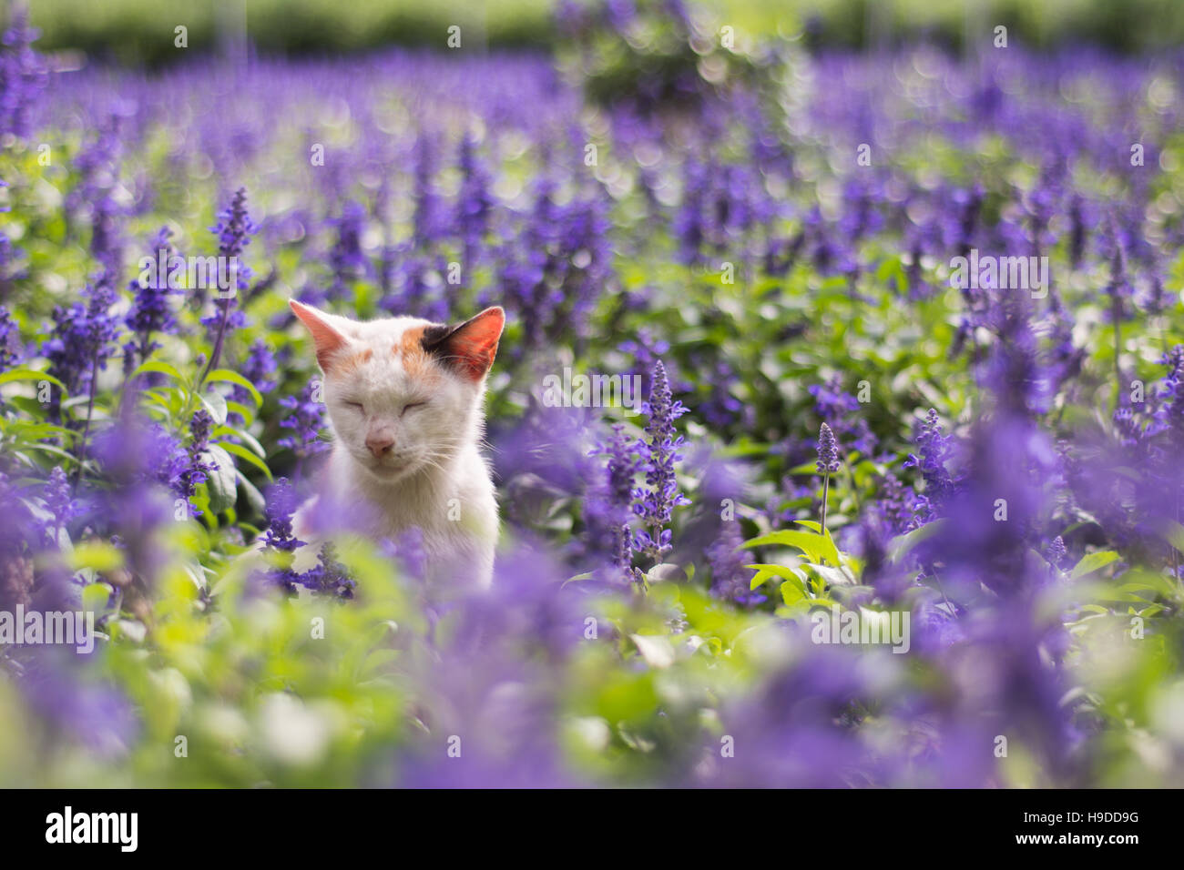 Streunende Schildpatt Kätzchen in einem Feld von Lavendel in Cameron Highlands, Malaysia. Stockfoto