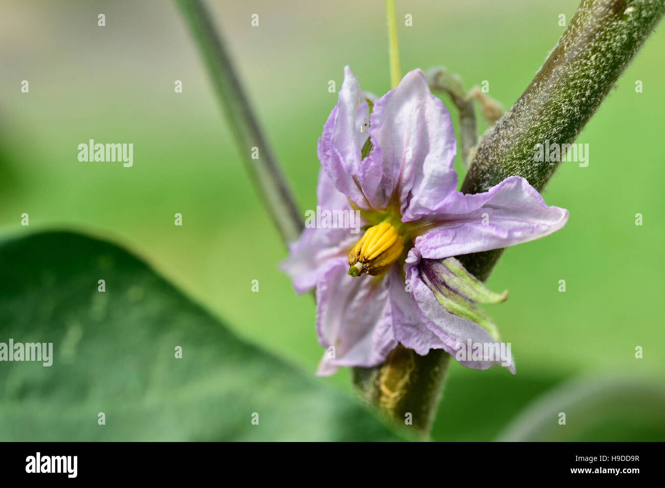 Aubergine Blume Stockfoto