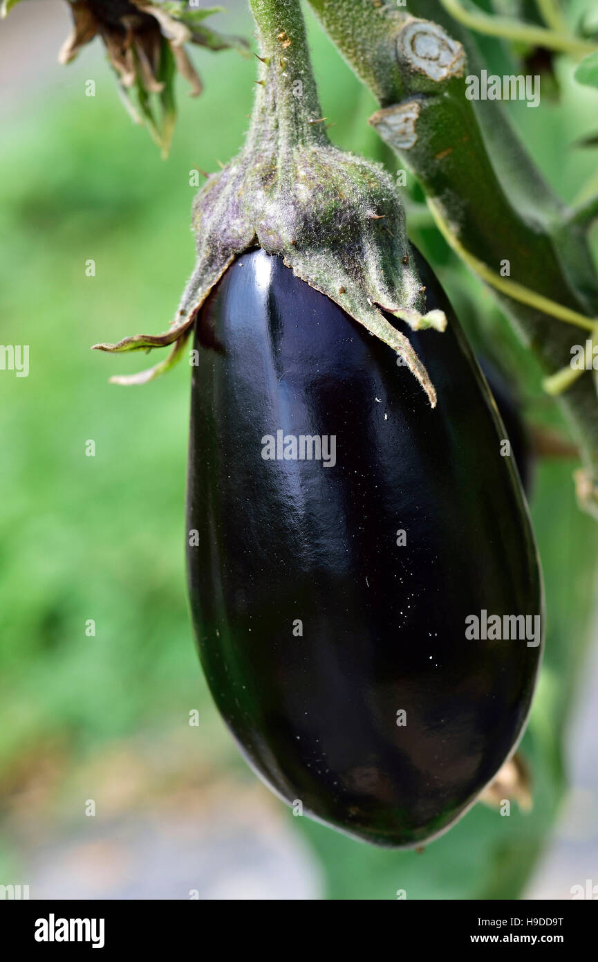 Aubergine Stockfoto