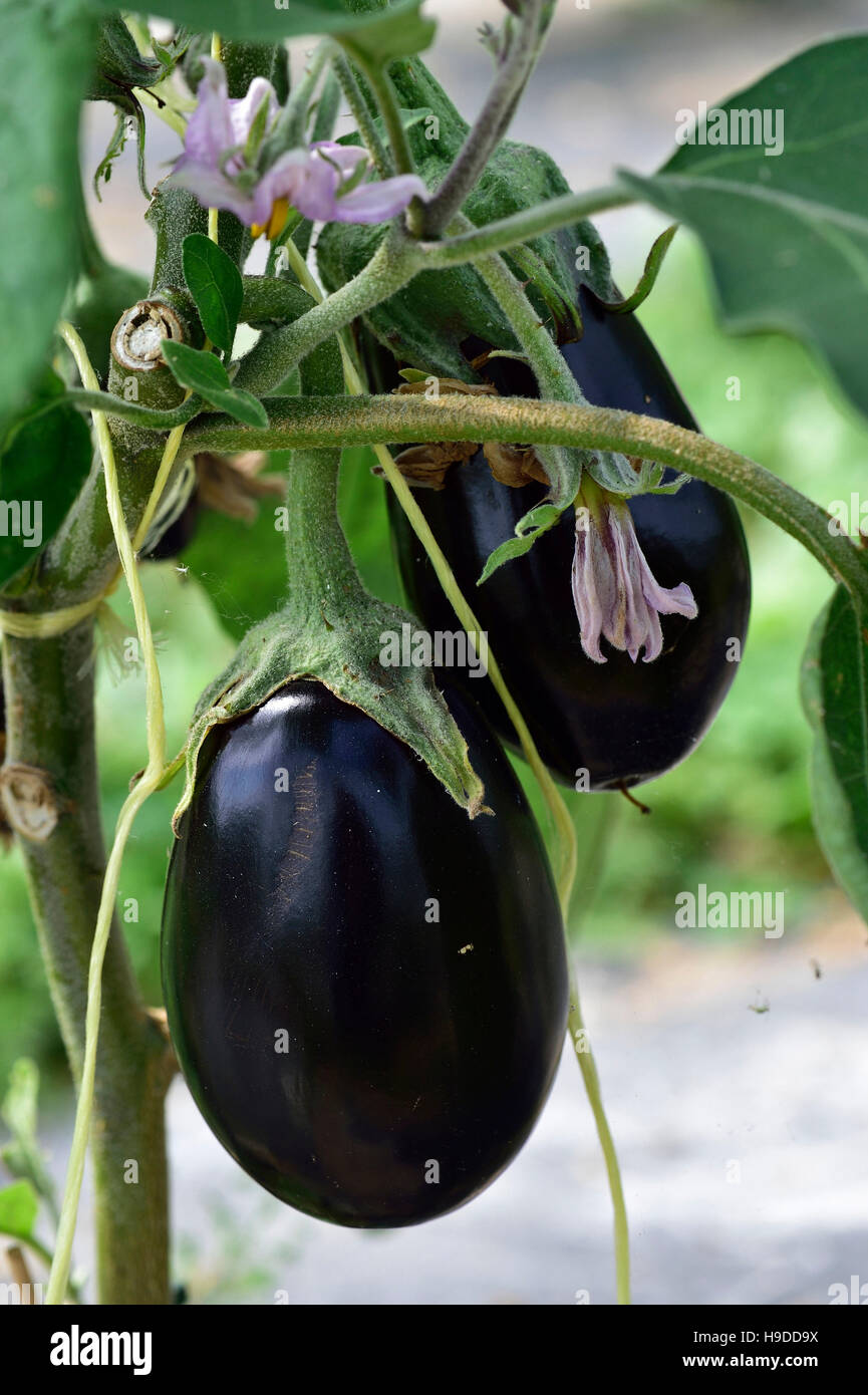 Aubergine Stockfoto