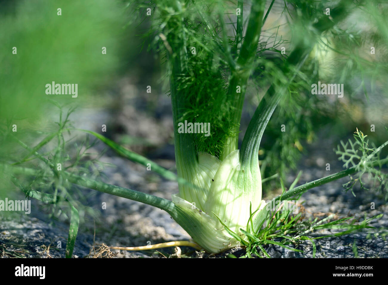 Anbau von Fenchel Stockfoto